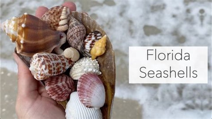 Is It Allowed To Take Seashells From Hawaii?