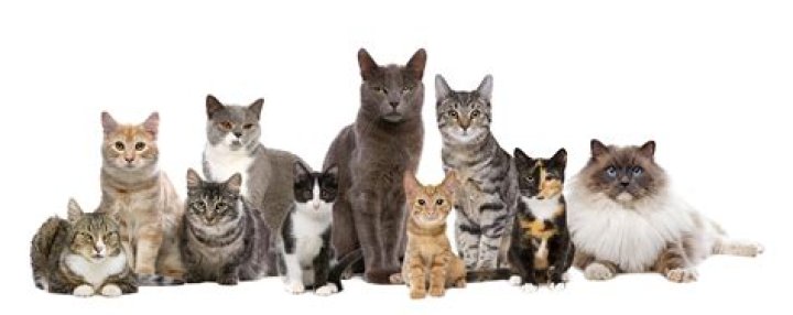 The Ultimate Guide To Nikki And Suraj Cats: Breed, Temperament, And Care